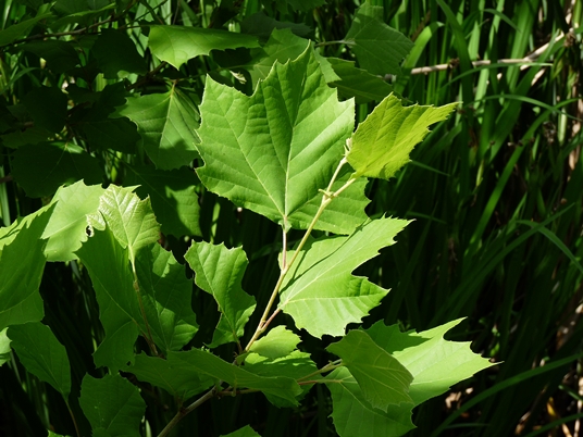 {Platanus occidentalis}